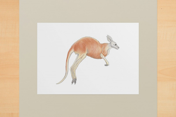 kanguru1