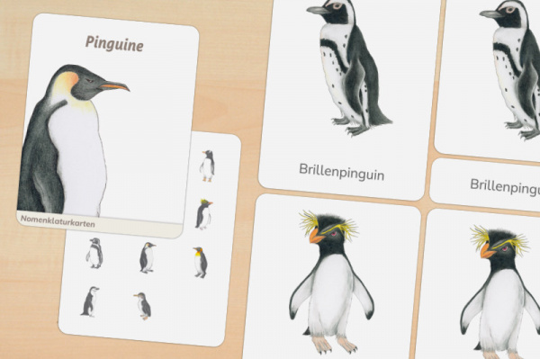 11 Nomenklaturkarten Pinguine 