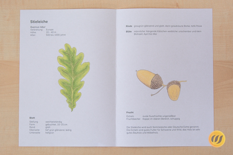 Herbarium Deckblatt Vorlage Zum Ausdrucken