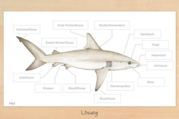 anatomie_hai_download_2