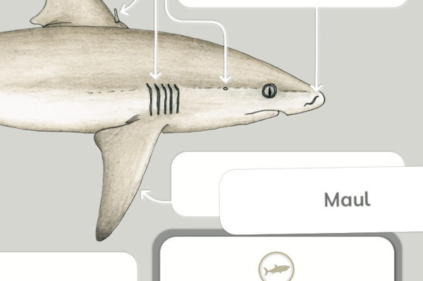 anatomie_hai_print_1