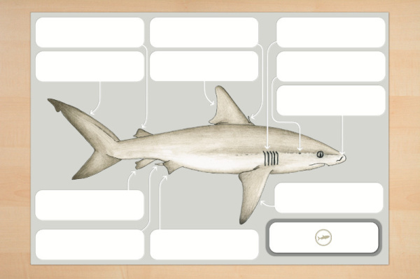 anatomie_hai_print_3