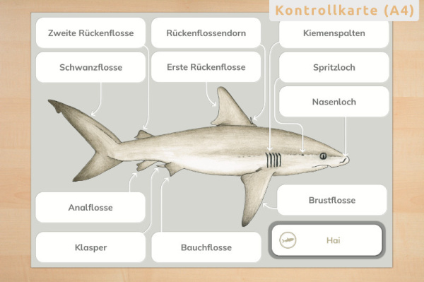 anatomie_hai_print_4