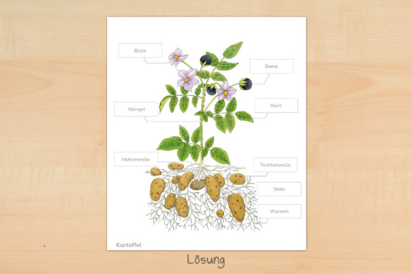 anatomie_kartoffel_download_2