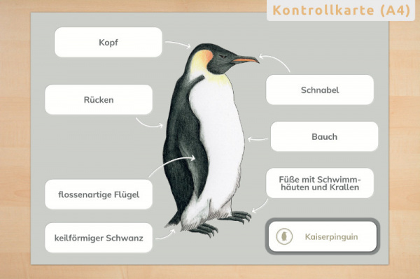 anatomie_pinguine_4