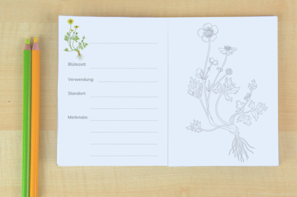 Download-Paket: Wiesenblumen