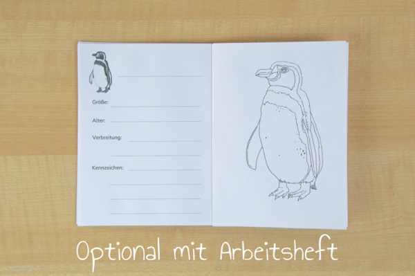 11 Nomenklaturkarten Pinguine mit Steckbrief (Download)