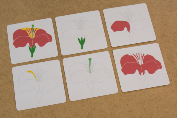 definition_bluete_kiha5