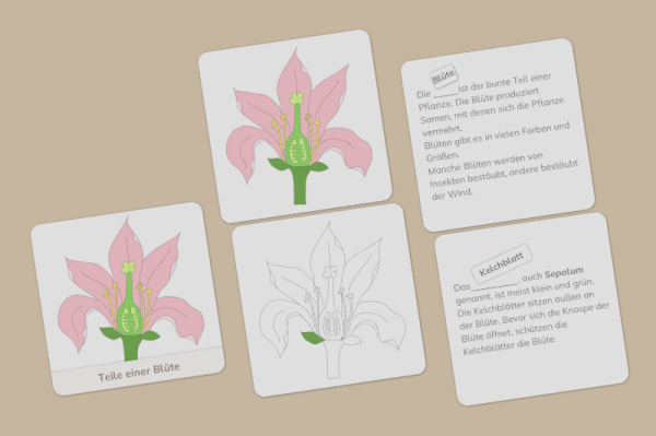 definition_bluete_primar_profi_2