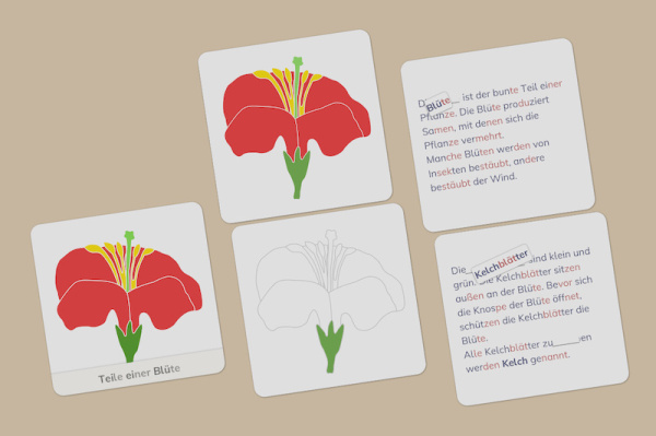 definition_bluete_primar_silben_2