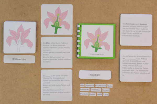 definiton_bluete_prim2