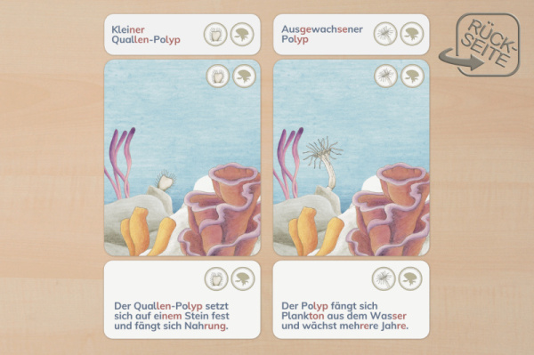 lebenszyklus_qualle_druck_3