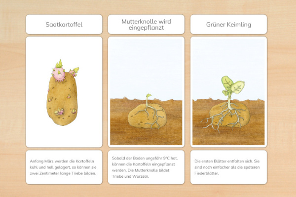 legematerial_kartoffel_download_2