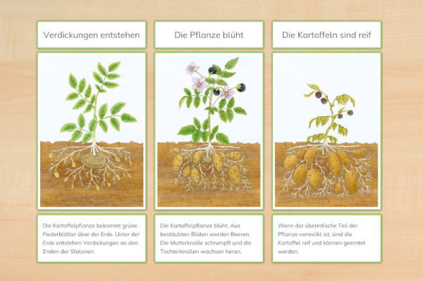 legematerial_kartoffel_rahmen_download_3