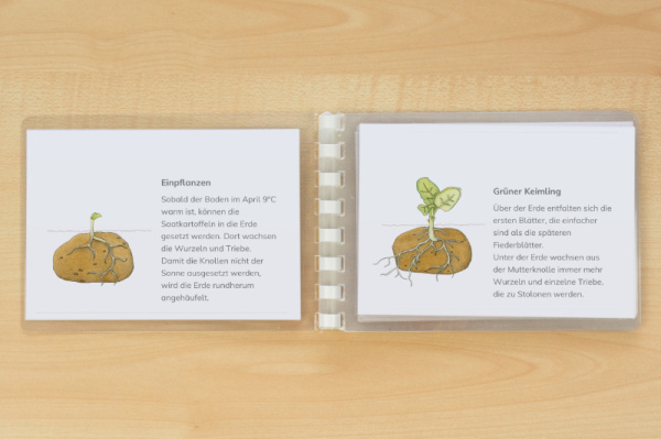 leseheft_kartoffel_download_3