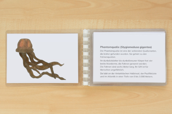 leseheft_quallen_download_3
