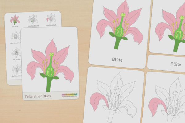 nomen_bluete_primar_titel_1