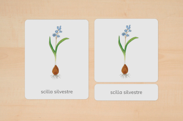 nomen_fruehblueher_italienisch_1