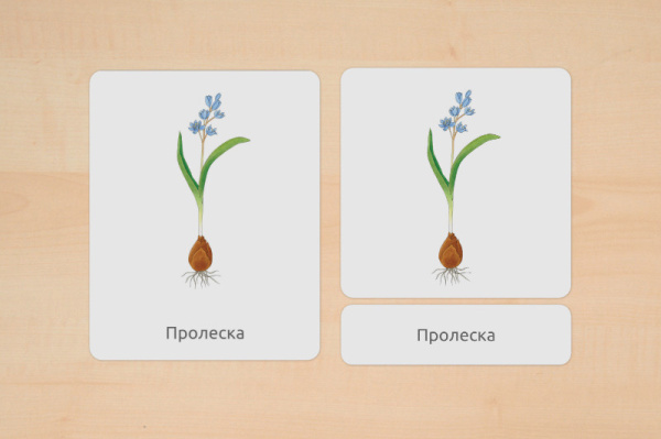 nomen_fruehblueher_russisch_1