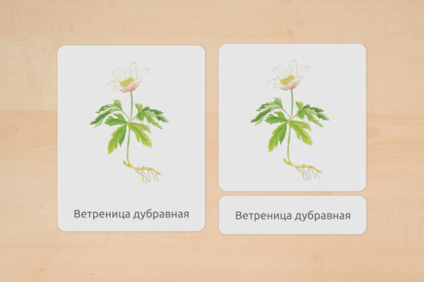 nomen_fruehblueher_russisch_2