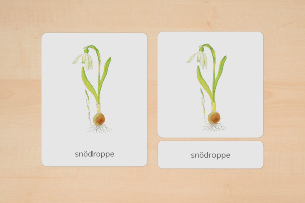 nomen_fruehblueher_schwedisch_2