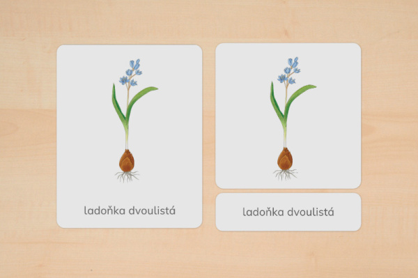 nomen_fruehblueher_tschechisch_1