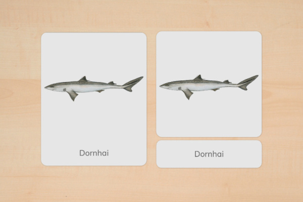 nomen_haie_download_3
