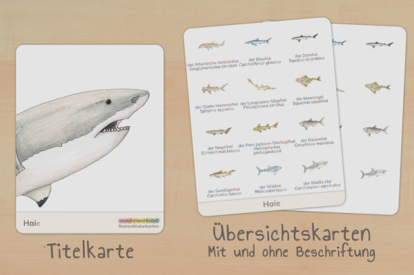 nomen_haie_silben_titel_2