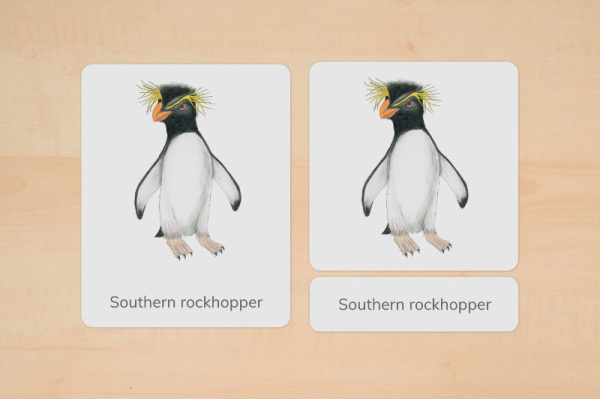 nomen_pinguine_englisch_2