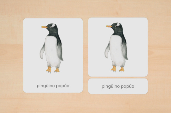 nomen_pinguine_spanisch_1