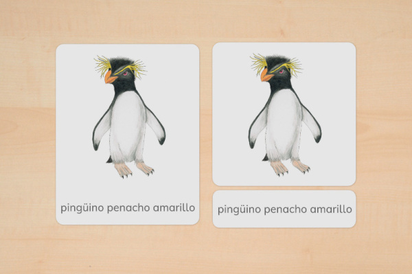 nomen_pinguine_spanisch_2