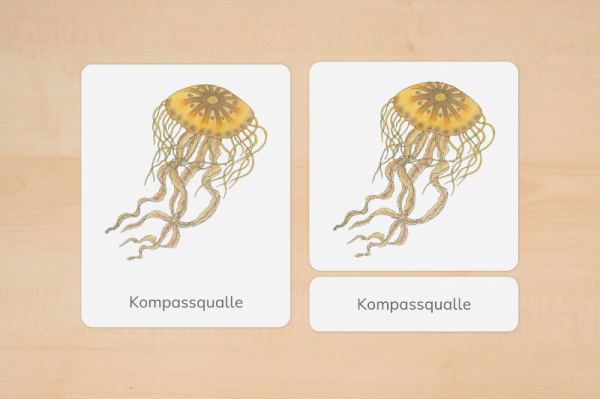nomen_qualle_1