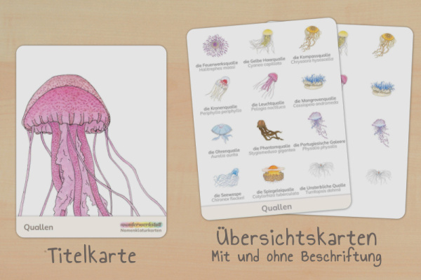 nomen_qualle_titel_2