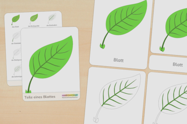 nomen_teile_blatt_prim_ttiel_1