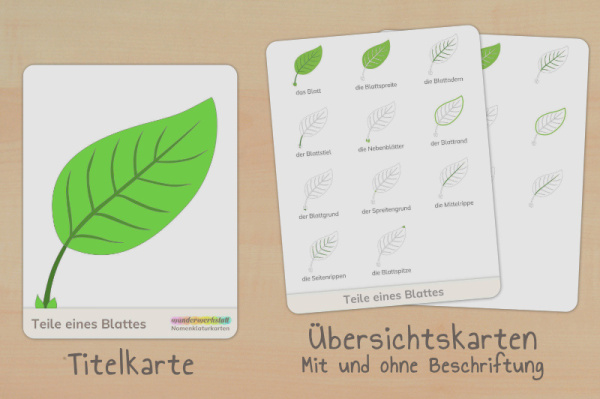 nomen_teile_blatt_prim_ttiel_2