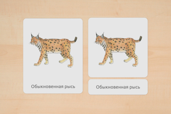 nomen_tiere_europa_russisch_1