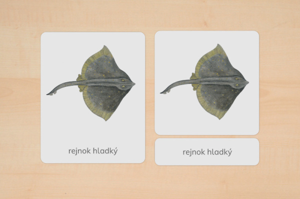 nomen_tiere_europa_tschechisch_2