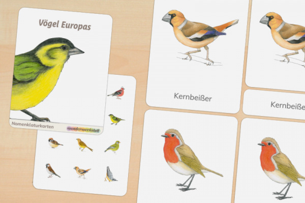 16 Nomenklaturkarten Europäische Vögel
