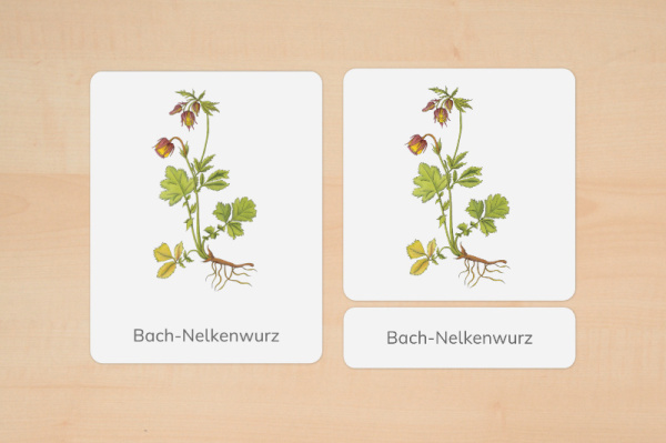 nomen_wiesenblumen_1