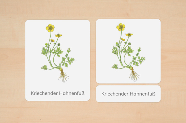 nomen_wiesenblumen_3