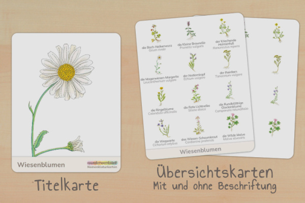 nomen_wiesenblumen_titel_2