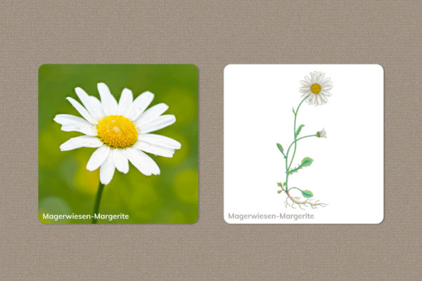 Download-Paket: Wiesenblumen