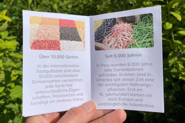 wunderwissen_bohne_neu
