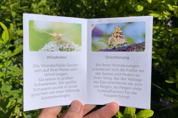 wunderwissen_distelfalter_neu