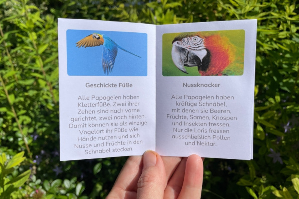 wunderwissen_faltbuechlein_papagei