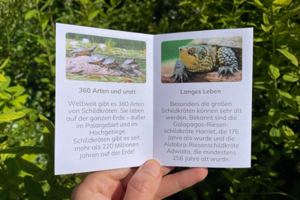 wunderwissen_faltbuechlein_schildkroete