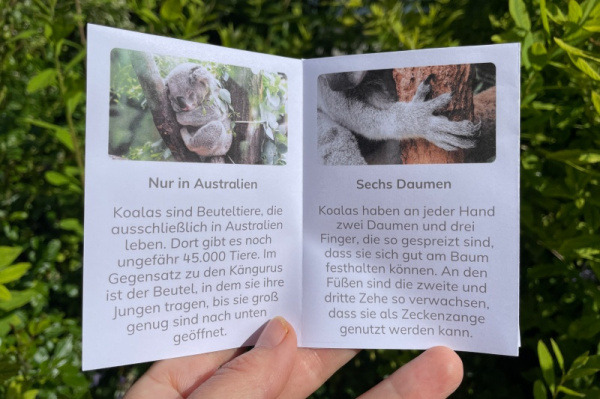 wunderwissen_koala