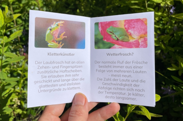 wunderwissen_laubfrosch_neu