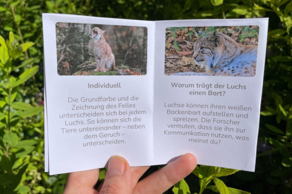 wunderwissen_luchs_neu