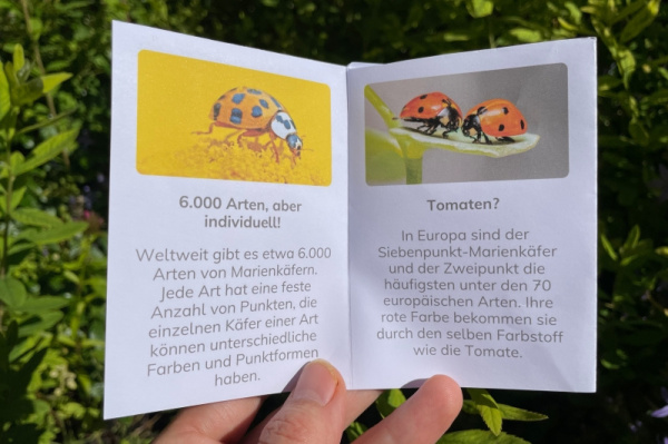 wunderwissen_marienkaefer_neu